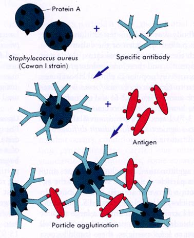 Slide Agglutination Test Procedure