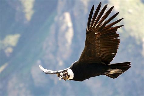 The Seven Species Of New World Vultures - WorldAtlas.com