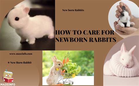 How To Care For Newborn Rabbits? - Maze Info