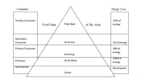 Food Chain of the Arctic - The Arctic Fox