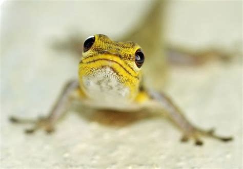 Yellow-headed Dwarf Gecko http://www.projectnoah.org/spottings/11456704 Reptile Snakes, Reptilia ...