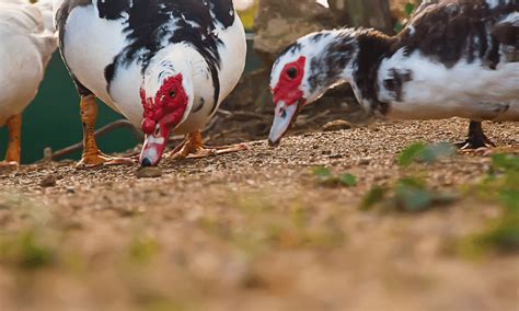 Do Ducks Eat Snails? (Is It Really Safe?)