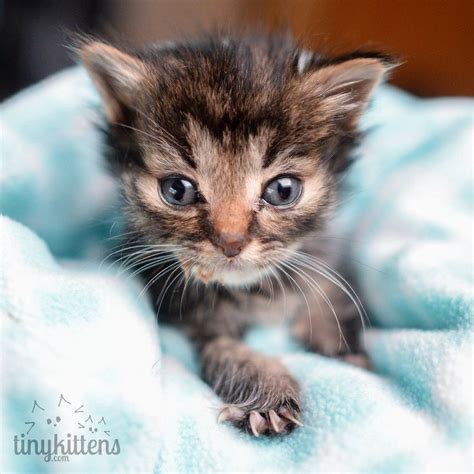 Tiniest 5-week-old Kitten They Ever Rescued, What a Difference 3 Days Can Make | Feral kittens ...