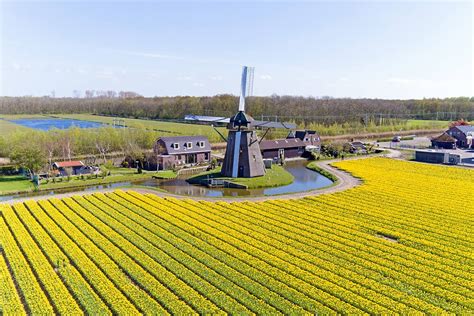 Where To Find Tulip Fields in The Netherlands: A Practical Guide