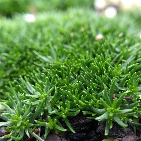 Irish Moss Pearlwort Sagina Subulata Evergreen Luxurious | Etsy