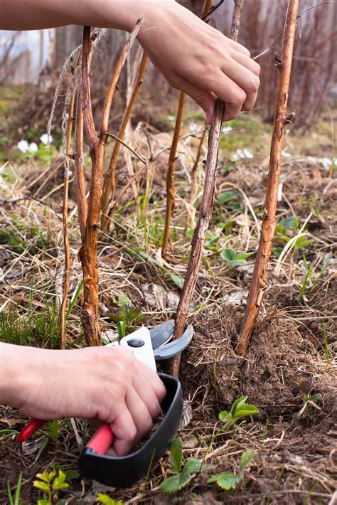 How To Prune Raspberries For A Bumper Harvest Year After Year