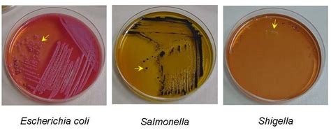 three different types of petri dishes with labels on them, and labeled ...