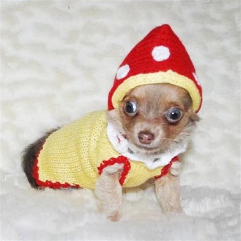 Chihuahua Clothes - Etsy