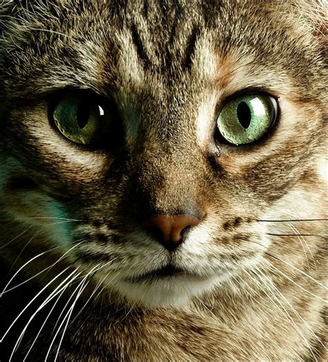 Most Beautiful Cat Pictures On StumbleUpon