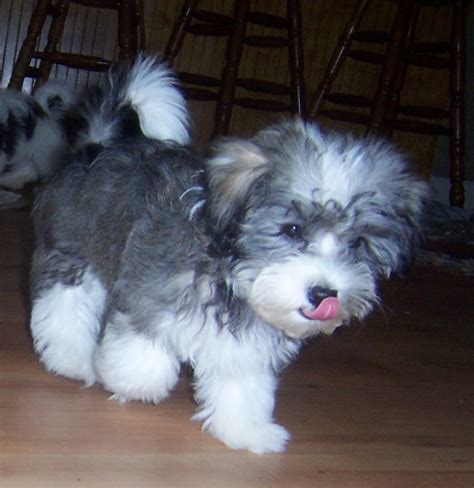 Havanese Puppies