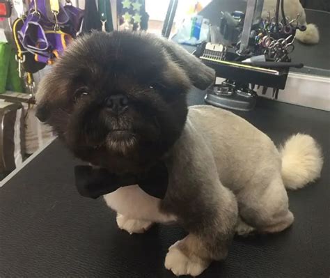 18 Best Pekingese Haircuts for Dog Lovers | Page 2 of 6 | The Paws