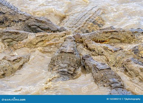 Nile Crocodile, Feeding Frenzy Stock Photo - Image of crocodile, gator ...