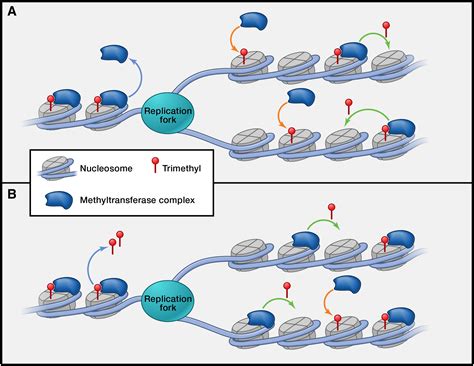 Holding on through DNA Replication: Histone Modification or Modifier?: Cell