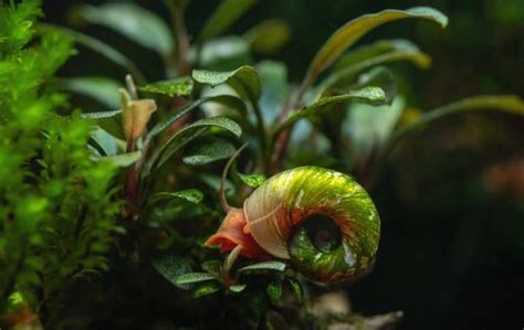 Ramshorn Snail: Care Guide, Breeding, Eggs, Colors & More - Fish Laboratory