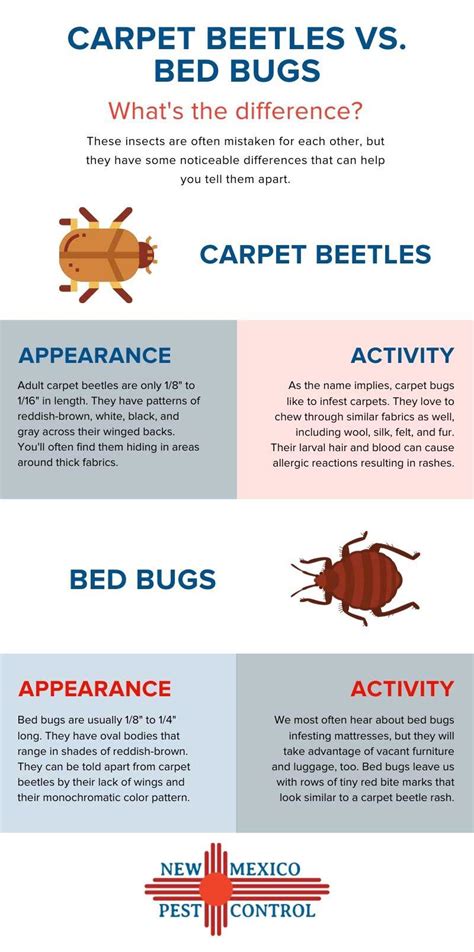 How To Tell The Difference Between Carpet Beetles And Bed Bugs | www ...