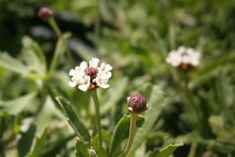 Frog Fruit Verbena- May Plant of the Month | Garden Center Nursery San Antonio