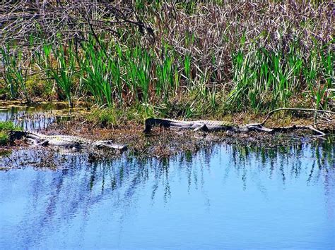 Texas' Alligator Hotspots: Nature's Most Fascinating Predators