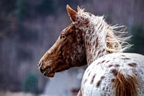 The Appaloosa Horse | Love the Energy