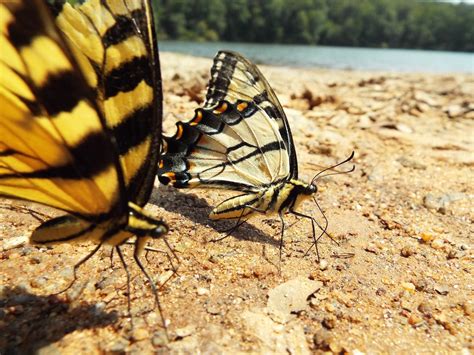 Eastern Tiger Swallowtail - Edisto Island Open Land Trust, South Carolina