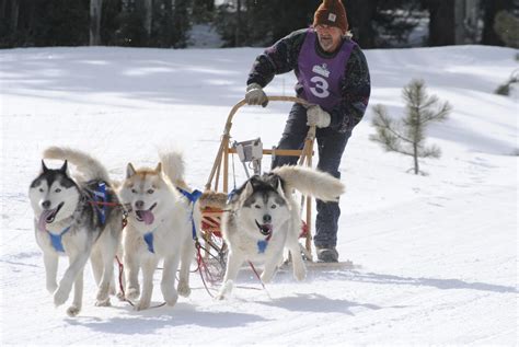 FiDo's Blog: Sled Dog Races in the White Mountains of Arizona