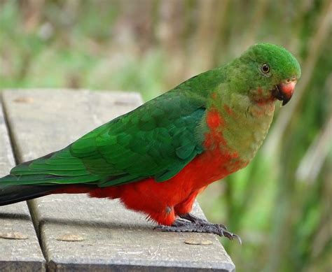 Australian King Parrot~ | Australian parrots, Parrot, Parrot pet