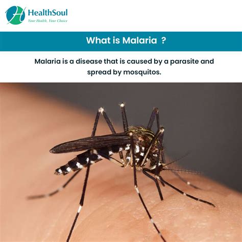 Malaria: Symptoms, Diagnosis, and Treatment – Healthsoul