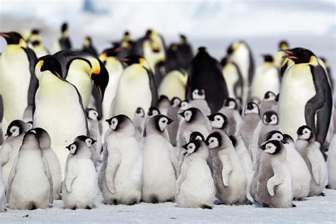 Antarctica,aptenodytes Photograph by Ellen Goff - Fine Art America