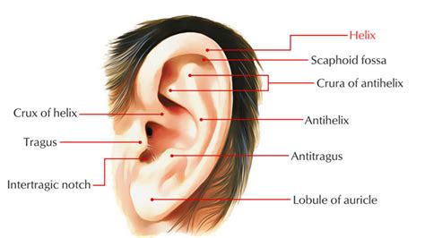 Helix of the Ear – Earth's Lab