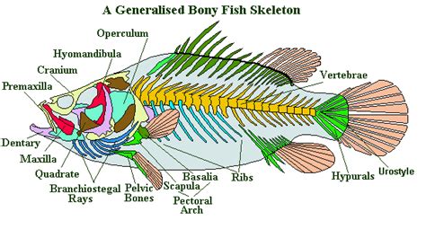 Fish Skeleton 101: The Evolution Of These Bony Structures [2023]