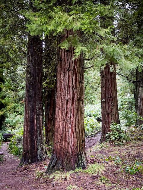 Native Trees of the Pacific Northwest: A Geographic Guide | Story map ...