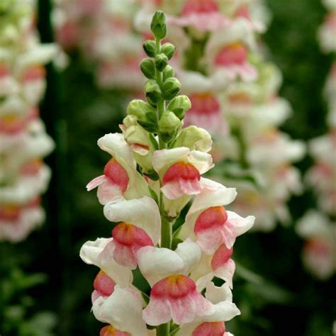 Snapdragon Seeds - Price €1.70