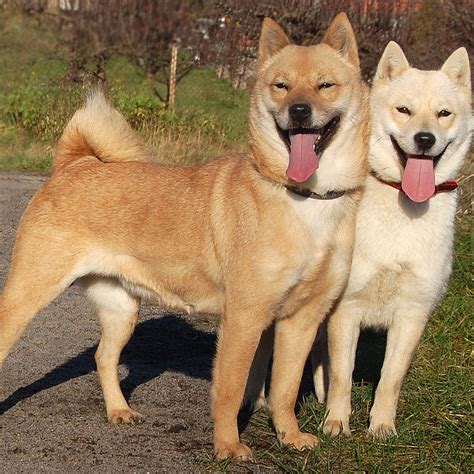 Hokkaido Breed Guide - Learn about the Hokkaido.