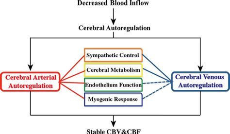 Mechanisms of the cerebral arterial and venous autoregulation in... | Download Scientific Diagram