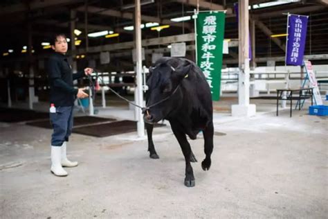 In-Depth Research on How Wagyu Beef Is Raised – ItsFoodtastic