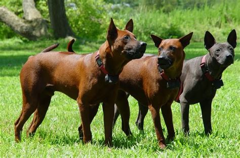 Phu Quoc Ridgeback Dog - Dog Breed Standards