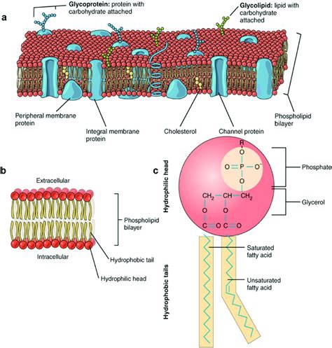 (a) Cell membrane consisting of a phospholipid bilayer containing ...