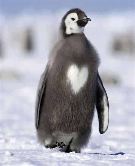 Emperor penguin chick with a heart : aww