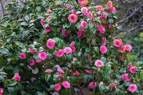 White Camellia Flower Meaning