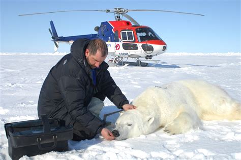 Polar bears in serious danger of extinction - Tehran Times