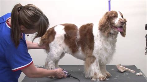 How to groom Welsh springer spaniel, link to 47 min video inside ...