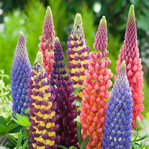 Kings Lupin Seeds (Lupinus polyphyllus) - Price €1.50