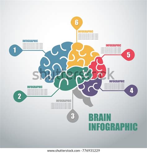 Brain Infographicinfographic Health Infographicsinfographics Vector ...