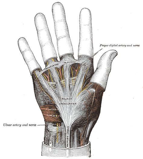 Dupuytren Contracture - Presentation and Treatment | Bone and Spine