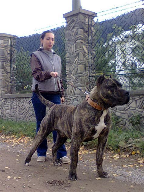 Varro #presacanario Giant Dog Breeds, Giant Dogs, Large Dog Breeds, Mastiff Breeds, Mastiff Dogs ...