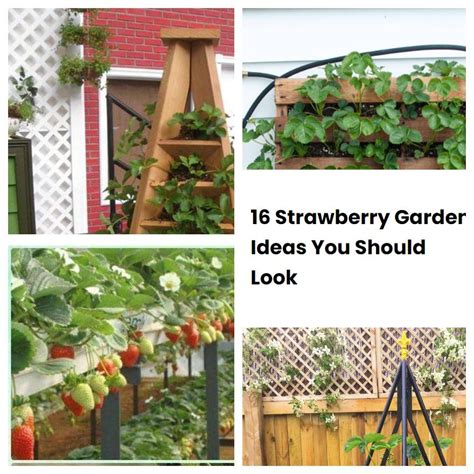 16 Strawberry Garden Ideas You Should Look | SharonSable