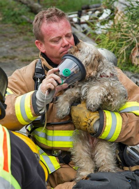 15 Bomberos Que Arriesgaron Sus Vidas Para Rescatar A Indefensos Animales | Tronya