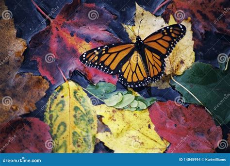 Fall Butterfly Stock Images - Image: 14045994