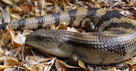 Blue-tongue lizards in your backyard: Your questions answered