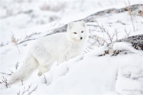 Magnificent Arctic Foxes of Manitoba | Steve and Marian Uffman Nature ...