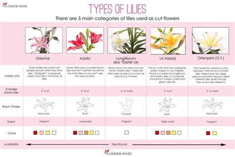 Types of Lilies - Flower Muse Blog | Types of lilies, Lily wedding ...